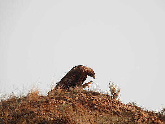 Wildlife Wall Art featuring the photograph Golden Eagle Scratch by Amanda R Wright