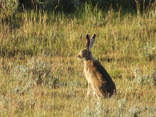 Wildlife Wall Art featuring the photograph Golden Eye by Amanda R Wright