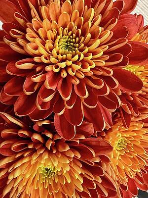 Fiery Red Chrysanthemums Photograph