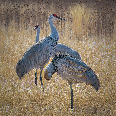 Wall Art featuring the photograph Golden Fields Of Winter The Journey Of Sandhill Cranes by Rebecca Herranen