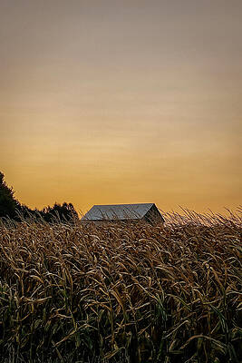 Serene Wall Art featuring the photograph Golden Fields Rural Sunset Symphony by Travel Essayist