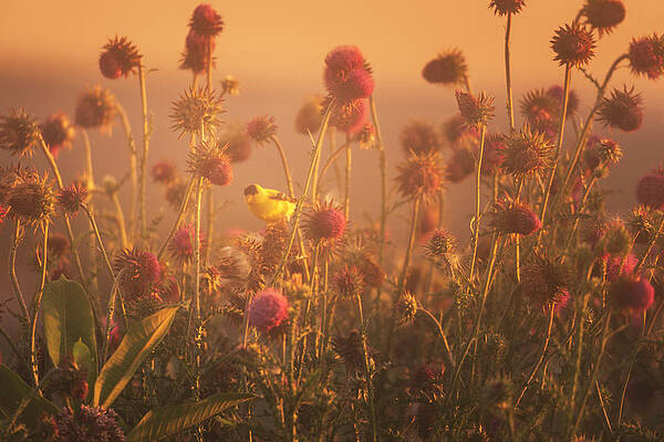 Nature Wall Art featuring the photograph Golden Finch In The Golden Light by Jason Fink