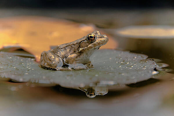 Wildlife Wall Art featuring the photograph Golden Frog by Vi Ray