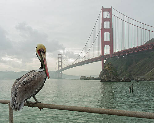 Beak Photograph - Golden Gate Pelican by Joe Fisher