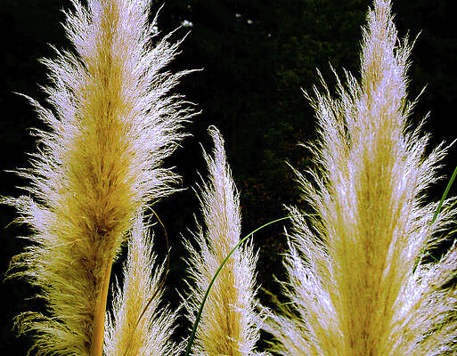 Nature Wall Art featuring the photograph Golden Grasses by Tommy Farnsworth