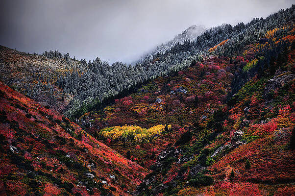 Color Photograph - Golden Grove by Abbie Warnock