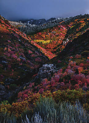 Color Photograph - Golden Grove - Vertical by Abbie Warnock