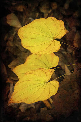 Delicate Wall Art featuring the photograph Golden Harmony by Dodie Ross