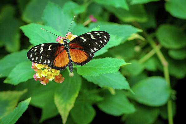 Wall Art featuring the photograph Golden Helicon Butterfly by Nancy Gleason