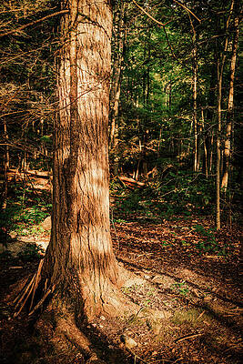 Tree Photograph - Golden Hemlock by Rich Kovach