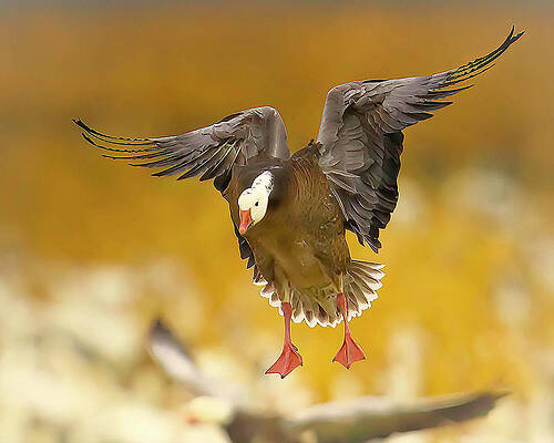 Nature Photograph - Golden Hour Snow by Jim E Johnson