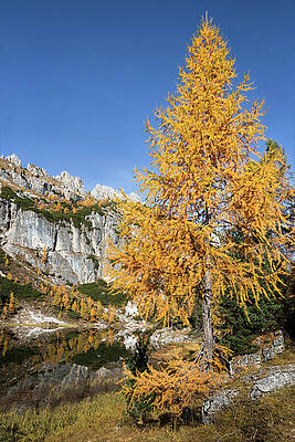 Autumn Tree by Mountain Lake Wall Art