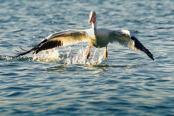 Wild Photograph - Golden Light Lift Off by Mike Lee