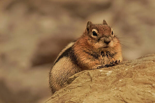 Wall Art featuring the photograph Golden-mantled Ground Squirrel Portrait by Nancy Gleason