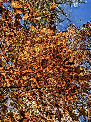 Golden Autumn Leaves Against Blue Sky Wall Art
