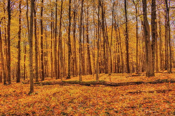 Wild Photograph - Golden Maples At Rib Mountain State Park by Dale Kauzlaric