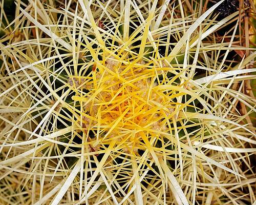 Wall Art featuring the photograph Golden Needles - Barrel Cactus by KJ Swan