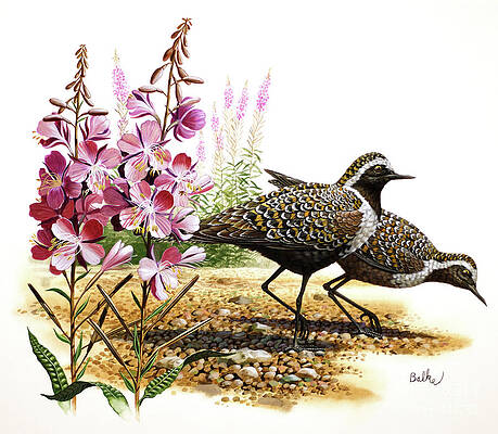 Golden Plover And Fireweed Print