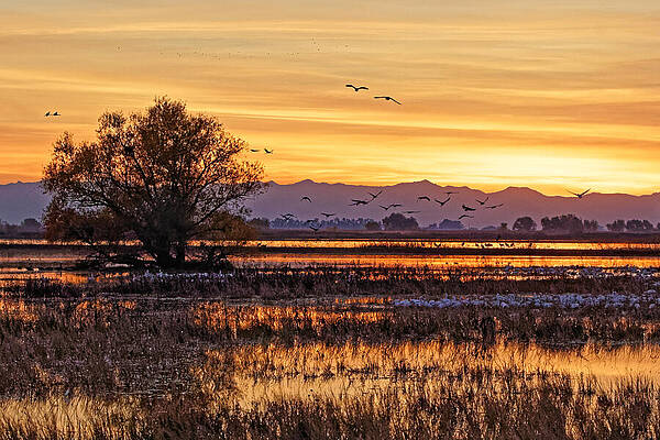 Sky Wall Art featuring the photograph Golden Refuge - Merced National Wildlife Refuge California by KJ Swan