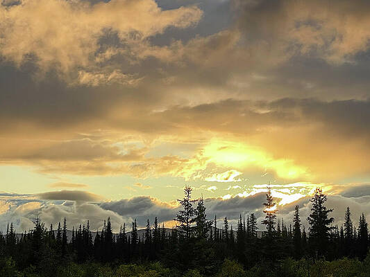 Golden Sky by Harry Banks