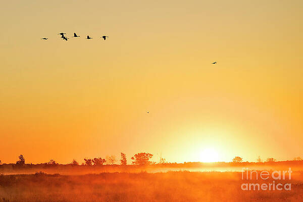 Golden Sunrise with Flock of Birds Photograph