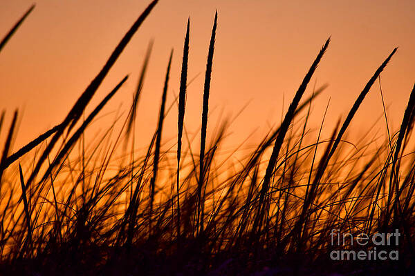 Wall Art featuring the photograph Golden Sunset Beach Grass by Debra Banks