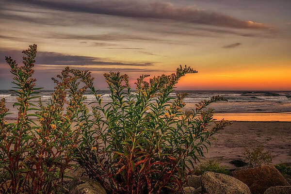 Maine Wall Art featuring the photograph Golden Sunset by Penny Polakoff