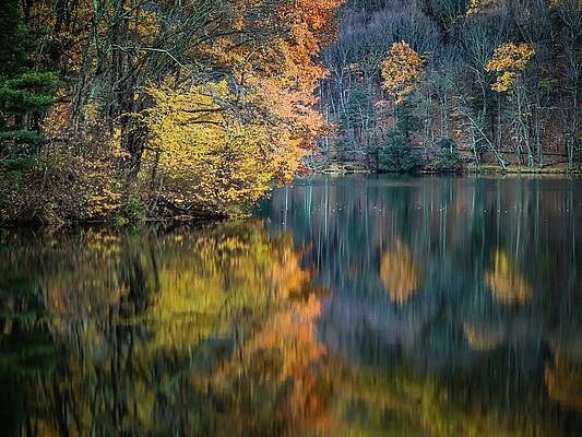 Nature Photograph - Golden Tranquility At Abbott Lake by Deb Beausoleil