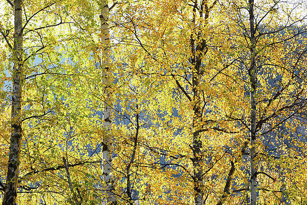 Wall Art featuring the photograph Golden Veil by Nicholas Blackwell