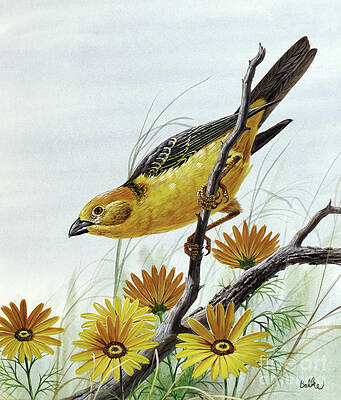 Nature Wall Art featuring the painting Golden Weaver by Don Balke