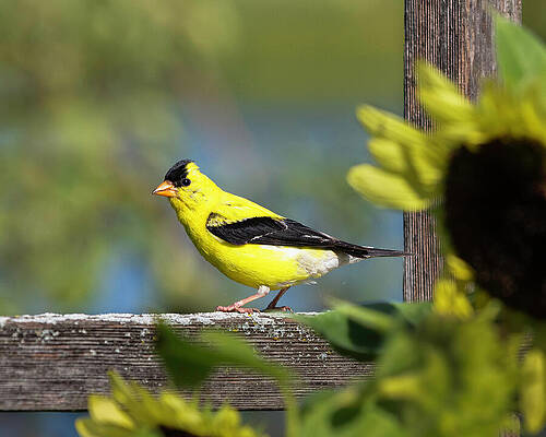 Goldfinch Perched on a Wooden Frame Wall Art