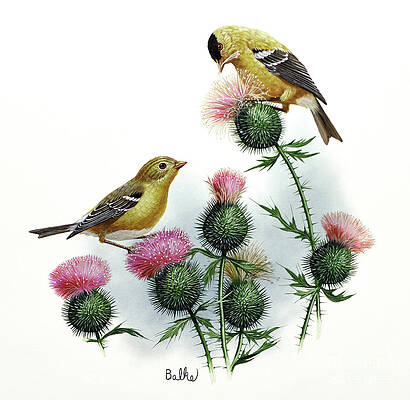 Goldfinch And Thistle Print