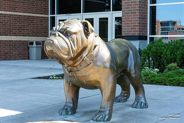 Photograph - Gonzaga Bulldog by Tom Cochran