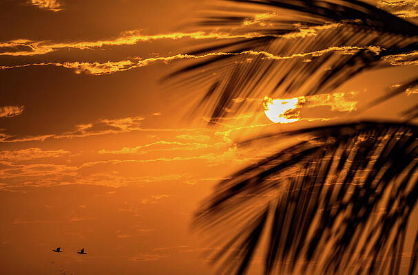 Nature Wall Art featuring the photograph Good Morning From Mazatlan Mexico by Tommy Farnsworth