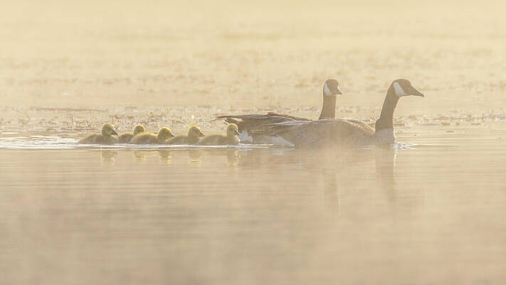 Wild Photograph - Goose Family In The Mist by Mike Lee
