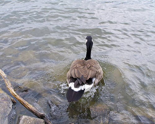 Wall Art featuring the photograph Goose In Shallow Water by Flees Photos