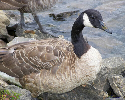 Wall Art featuring the photograph Goose On A Rock by Flees Photos