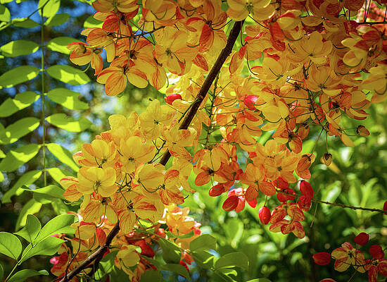 Wall Art featuring the photograph Gorgeous Rainbow Shower Tree Blossoms In Hawaii by Steven Heap