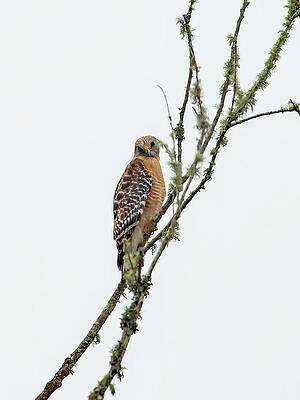 Feather Wall Art featuring the photograph Got You In My Sight by Gina Fitzhugh