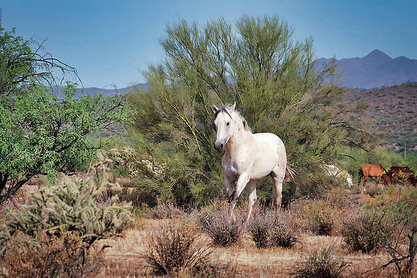 Nature Photograph - Gotta Run by American Landscapes