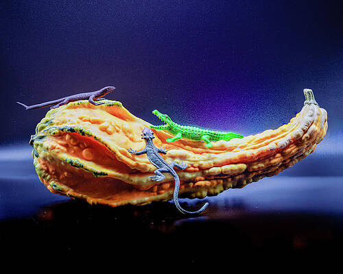 Nature Wall Art featuring the photograph Gourd And Lizards by Robert Niemeier
