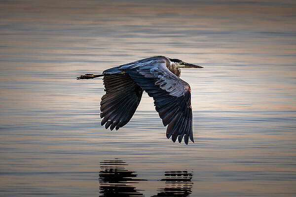 Reflection Wall Art featuring the photograph Grace In Motion by Matt Halvorson