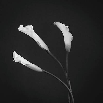 Flower Wall Art featuring the photograph Grace Of A Calla Lily 2 by Dodie Ross