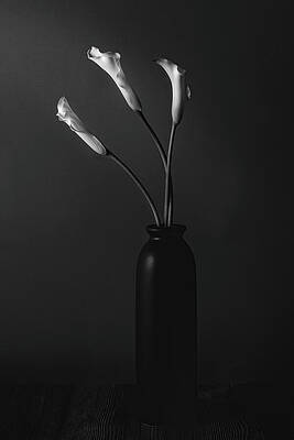 Delicate Wall Art featuring the photograph Grace Of A Calla Lily by Dodie Ross