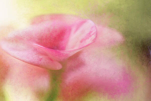 Delicate Wall Art featuring the photograph Graceful Beauty by Dodie Ross