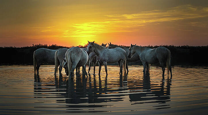 Dramatic Wall Art featuring the photograph Graceful Camargue Horses At Dusk by Charnwood Photography Fine Art