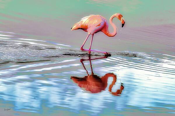 Serene Photograph - Graceful Flamingo Wading by Bruce Block