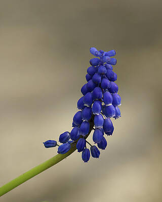 Wall Art featuring the photograph Graceful Grape Hyacinth by Deb Beausoleil