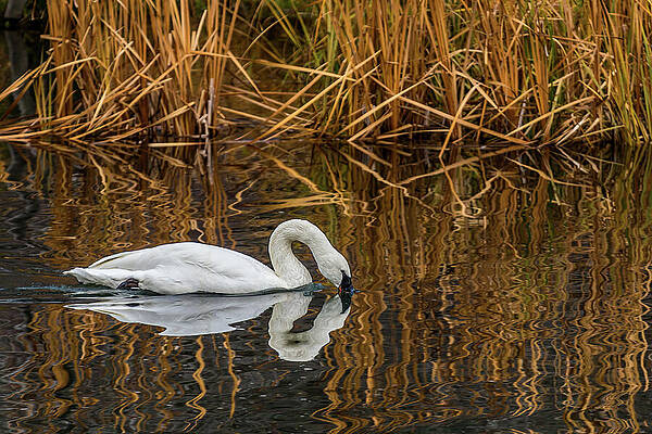 Bend Photograph - Graceful Grazing by Tim Lyden