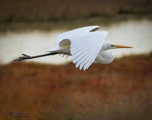 Graceful Egret in Flight Wall Art